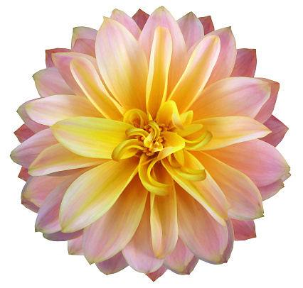watercolor dahlia flower yellow-pink. Flower isolated on white background. No shadows with clipping path. Close-up. Nature.
