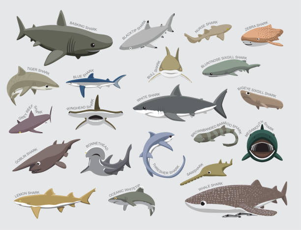Shark Various Kind Identify Cartoon Vector Animal Character EPS10 File Format tiger shark stock illustrations
