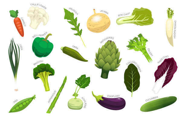 warzywa różnego rodzaju identyfikacji cartoon vector - vegetable leek kohlrabi radish stock illustrations