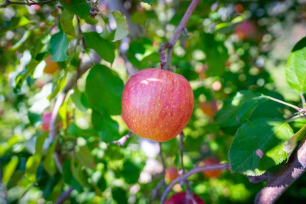 istock Big apples growing on the apple trees 1191785423