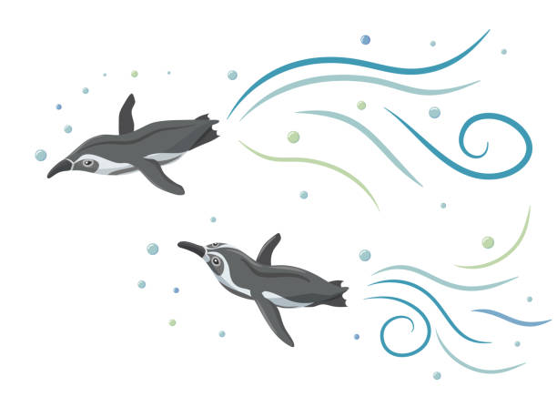 ilustraciones, imágenes clip art, dibujos animados e iconos de stock de los pinguinos de humboldt nadan como volando en el cielo. - nobody beak animal head penguin