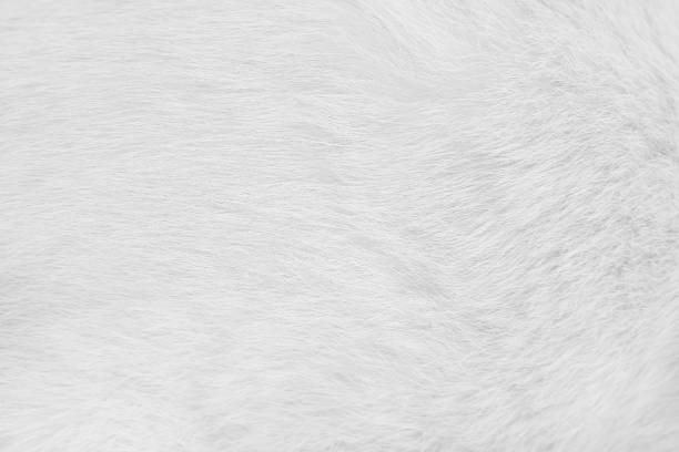 istock Cat fur skin , animal patterns nature texture white gray background 1191791673