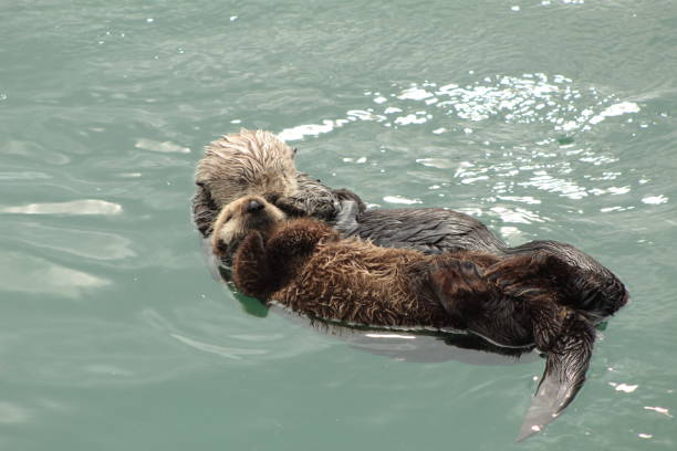 istock Sea Otters of Morro Bay 1191794456
