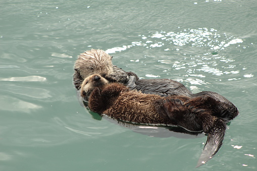 My favorite photos I took of some sea otters in Morro Bay, CA.