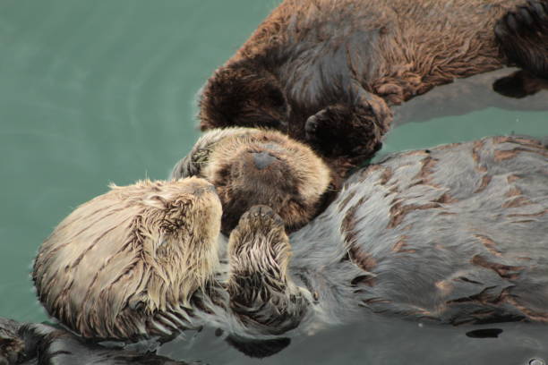 istock Sea Otters of Morro Bay 1191794468