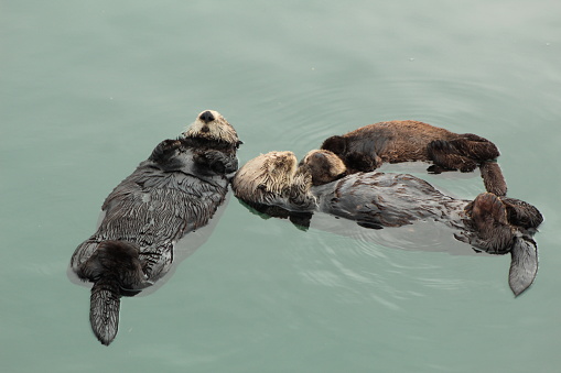 My favorite photos I took of some sea otters in Morro Bay, CA.