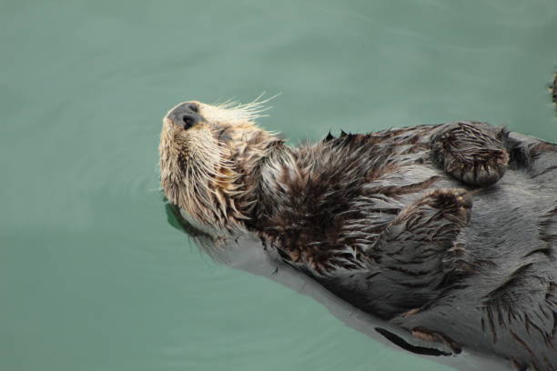 istock Sea Otters of Morro Bay 1191794477