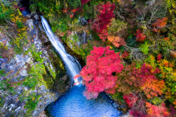 japonia 17 - ginkgo ginkgo tree leaf water zdjęcia i obrazy z banku zdjęć