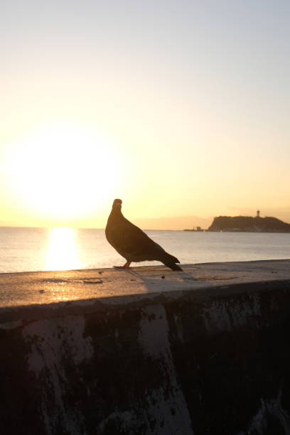 The picture was taken in Karakuma, Japan.