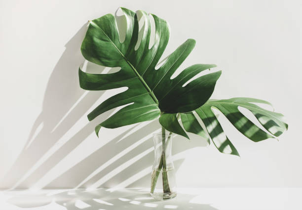 istock Monstera leaves in glass jug with sunlight and long shadow on wall 1191799178