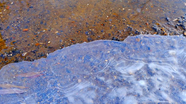 istock Thin ice on the lake in the forest 1191799252