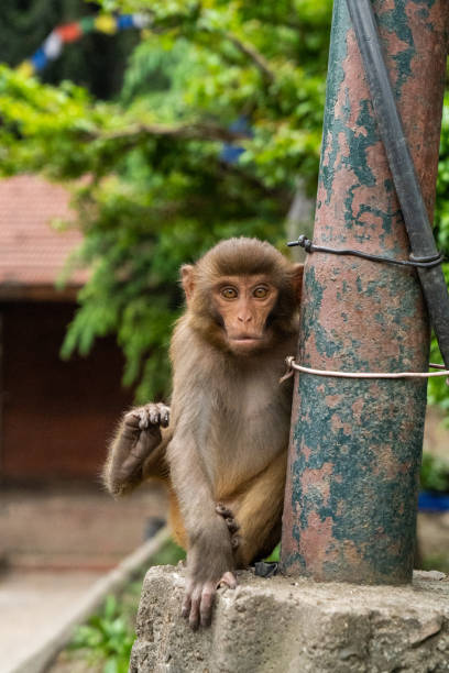 istock A young monkey leans inquisitively against a slanting pole in Kathmandu, Nepal 1191800131