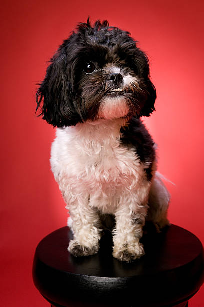 Happy Shih Tzu Poodle Dog on a Table Happy Shih Tzu Poodle Dog on a Pedestal on Red Background shitzu looking at camera white glamour stock pictures, royalty-free photos & images