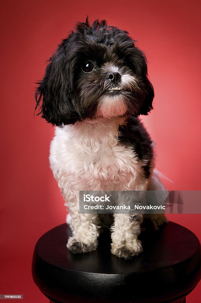 Feliz Shih Tzu Cachorro Poodle em uma tabela - Royalty-free Fotografia de Estúdio Foto de stock