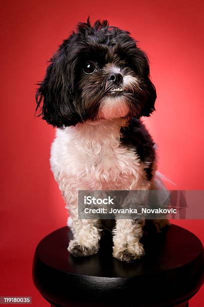 Feliz Shih Tzu Cachorro Poodle Em Uma Tabela - Fotografias de stock e mais imagens de Fotografia de Estúdio - Fotografia de Estúdio, Amizade, Animal de Estimação
