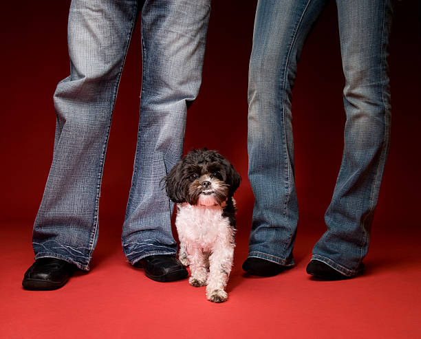 Cute Shih Tzu Poodle Dog With Couple Cute Shih Tzu Poodle Dog Between Legs of Couple on Red Background shitzu looking at camera white glamour stock pictures, royalty-free photos & images