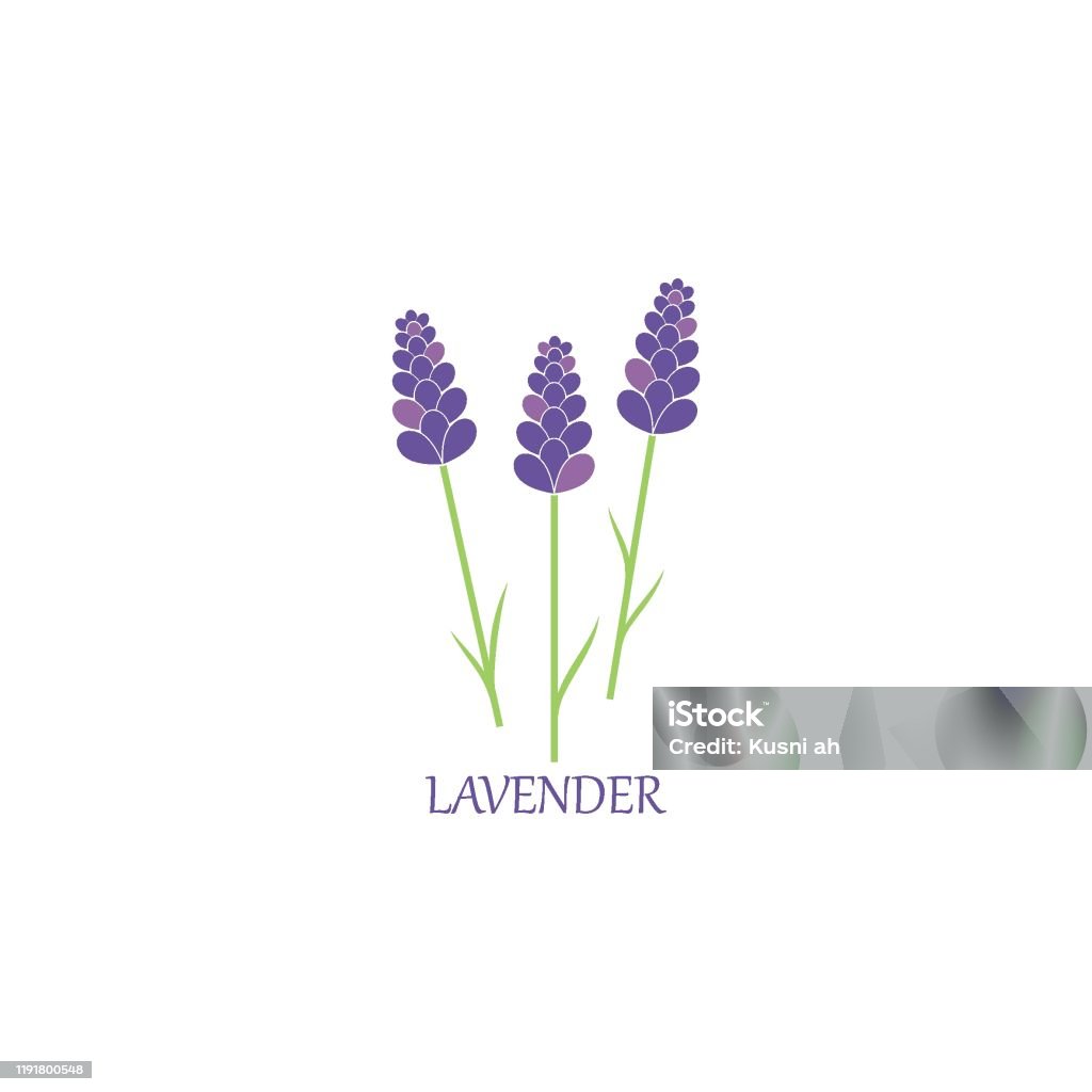 Hình Minh Họa Biểu Tượng Vector Thơm Hoa Oải Hương Hình minh họa ...