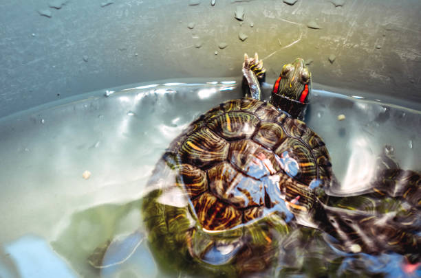 istock Turtles that are kept water 1191802698