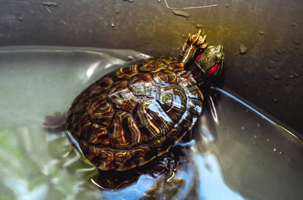 istock Turtles that are kept water 1191802718