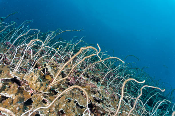 istock Delicate sea whip coral (Junceella fragilis) on deep coral reef 1191802803