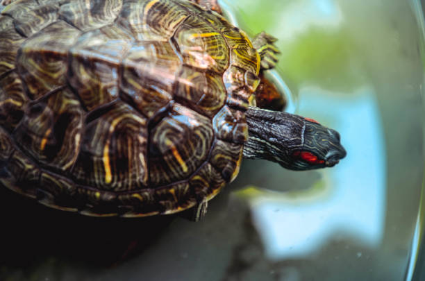 istock Turtles that are kept water 1191802927