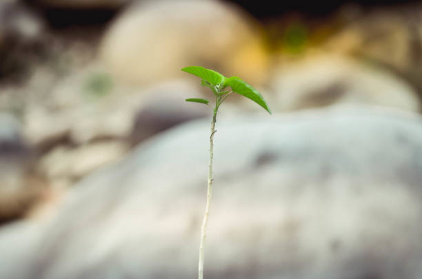 Ipomoea carnea leaves with a blur background