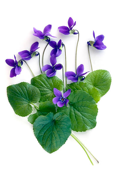 Violets with green leaves against a white background Violets and leaves, over white background.  More flowers: african violet stock pictures, royalty-free photos & images