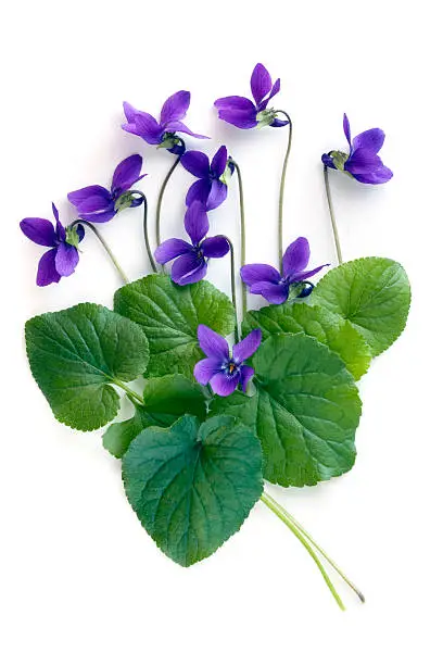Violets and leaves, over white background.  More flowers: