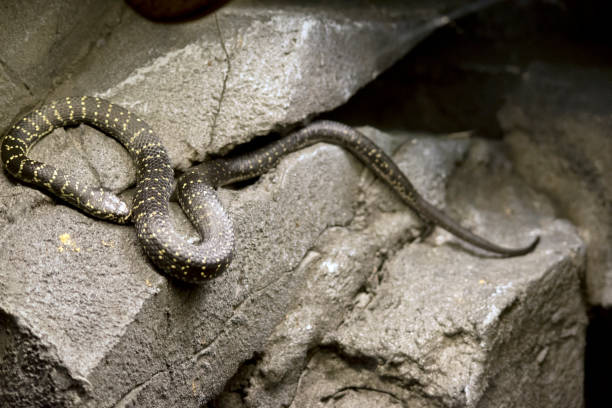 istock the broad headed snake is a venomous snake on the rocks 1191804701