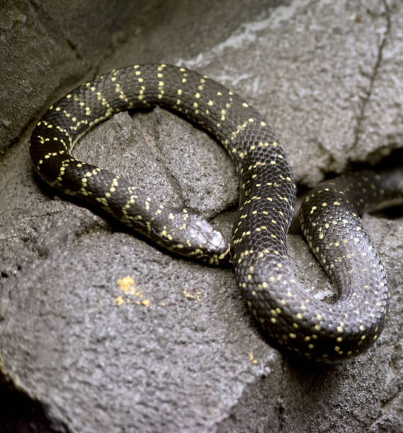 istock the broad headed snake is a venomous snake on the rocks 1191804728
