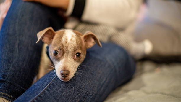istock Cute Chihuahua Mix Dog Looking at Camera 1191804779