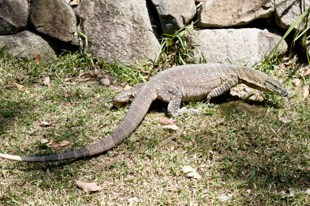 istock the lace lizard is very large 1191804893