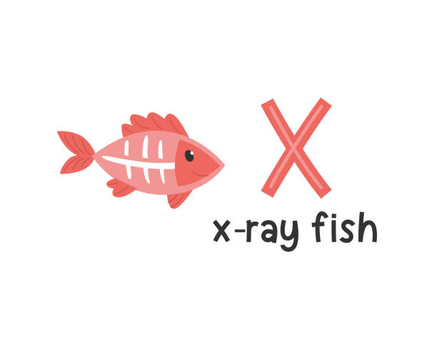 istock Vector illustration of alphabet letter X and x-ray fish 1191806037