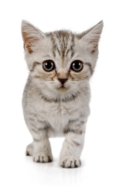 istock Cute little grey kitten standing on white background 1191807133