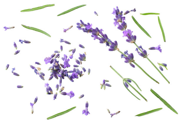 istock lavender flowers isolated on white background. top view 1191808162