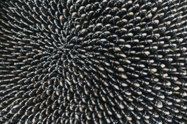 istock Ripe sunflower seeds in sunflower head 1191813309