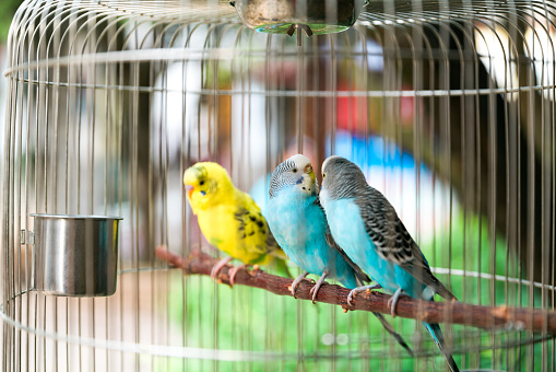 Budgerigars playing in birdcage