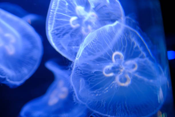 istock Jellyfish in black and blue 1191815077