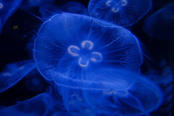 istock Jellyfish in black and blue 1191815110