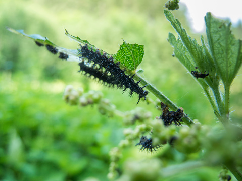 Several caterpillars of the Landkärtchenfalter (Latin: Araschnia levana) when leaf eating on green leaves sitting against blurred background.