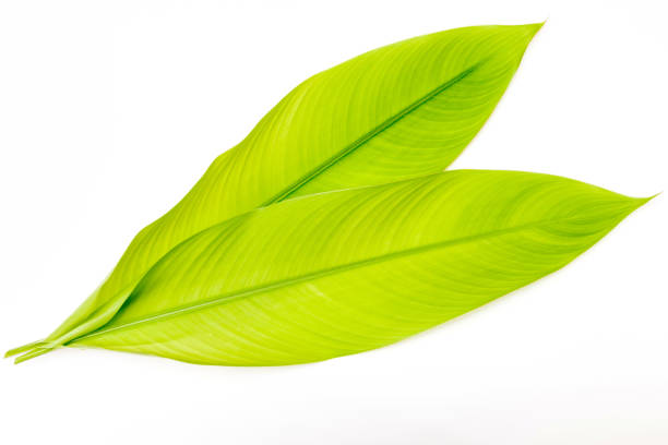 istock Green galangal leaves isolated on white background. 1191818658