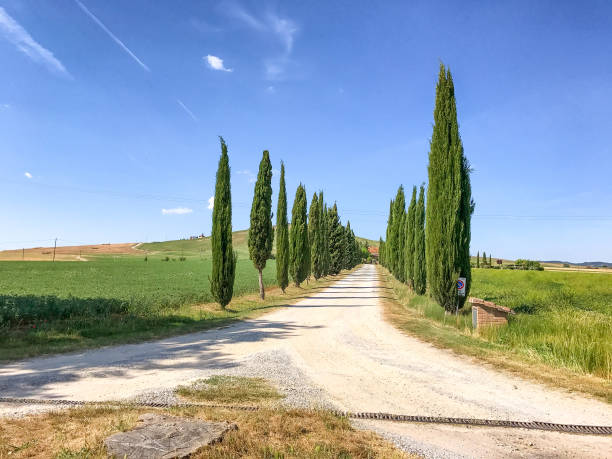 istock Tuscan road with cypresses 1191818664