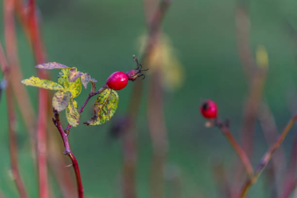 bright red rose hips on a bush in early winter - 6184 fotografías e imágenes de stock