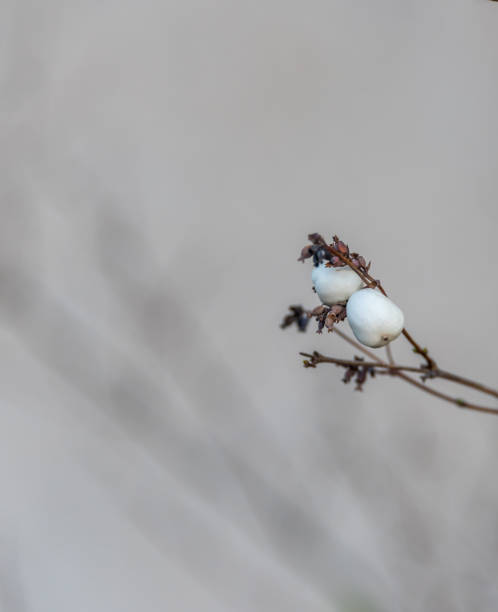 istock Bright White Berries on a Bare Bush in Early Winter 1191819341