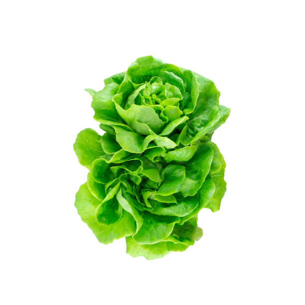 istock green butter head lettuce vegetable 1191819544