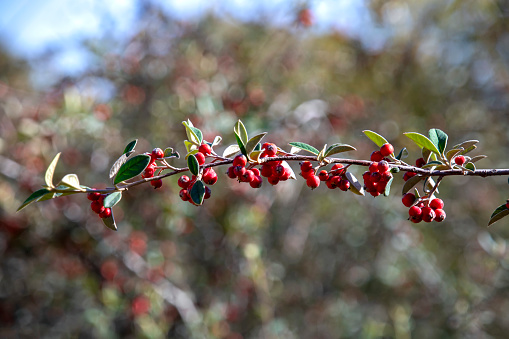 Branch with ripe red berries close up on a blurry green bokeh background