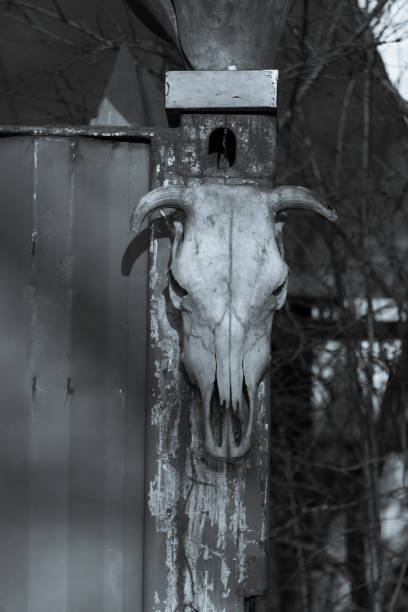 Old Cow Skull on a Wall on a House in Black and White