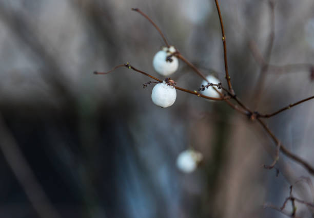 istock Bright White Berries on a Bare Bush in Early Winter 1191820573