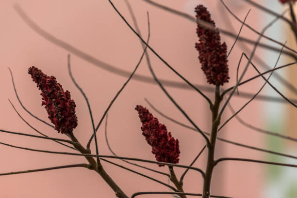 istock Deep Maroon Sumac Blossom at Sunrise on an Early Winter Day 1191820611