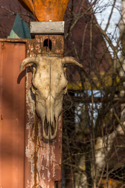 istock Old Cow Skull on a Wall on a House 1191820662
